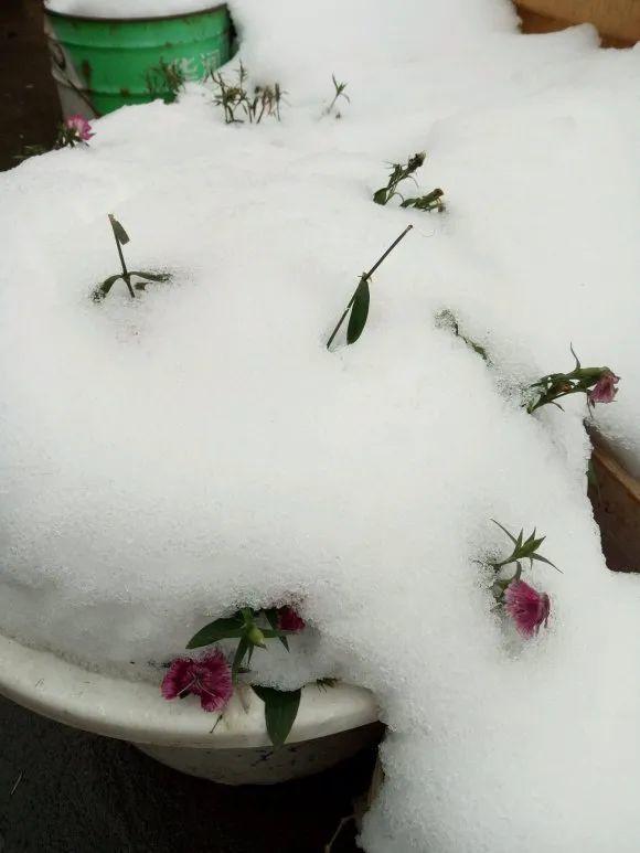 种耐寒花 15度冻不死 冻一冻长更好 腾讯新闻