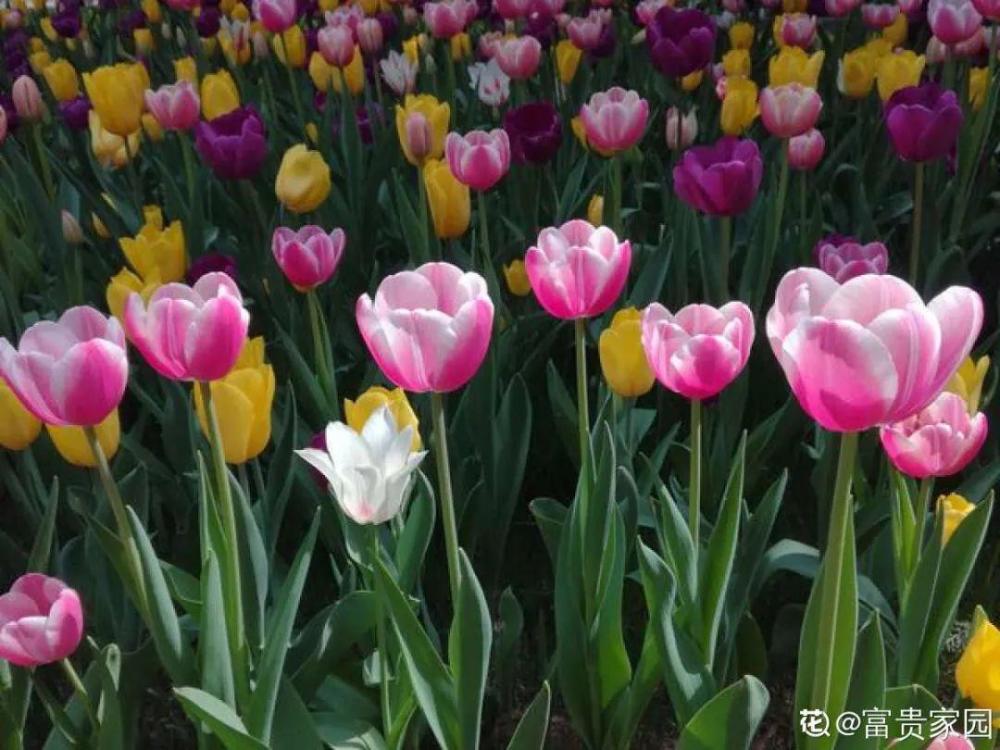 种耐寒花 15度冻不死 冻一冻长更好 腾讯新闻