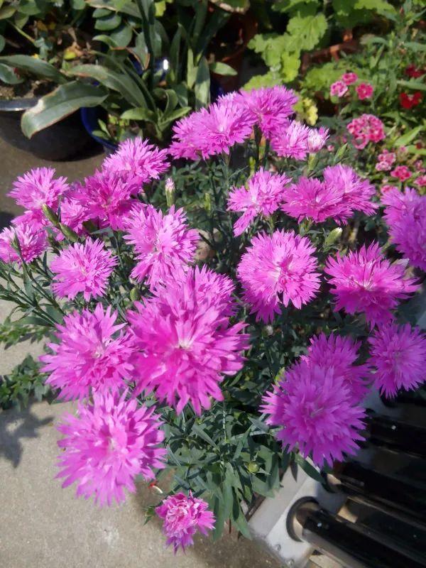 种耐寒花 15度冻不死 冻一冻长更好 腾讯新闻