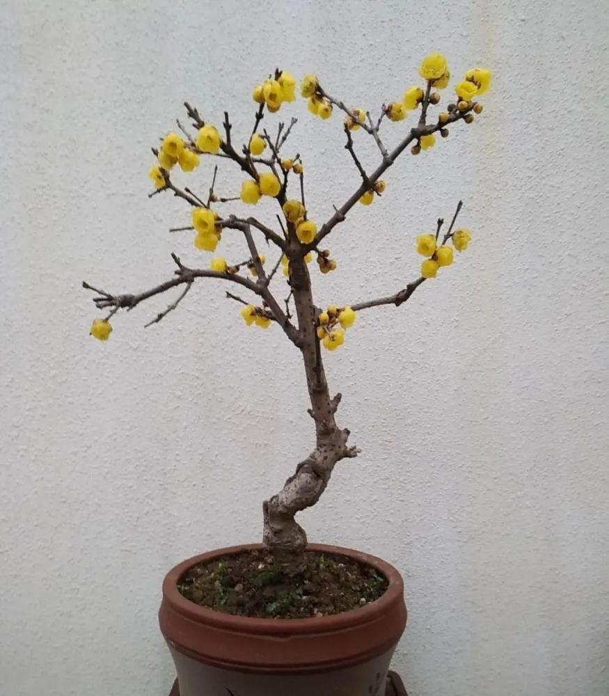 种耐寒花 15度冻不死 冻一冻长更好 腾讯新闻