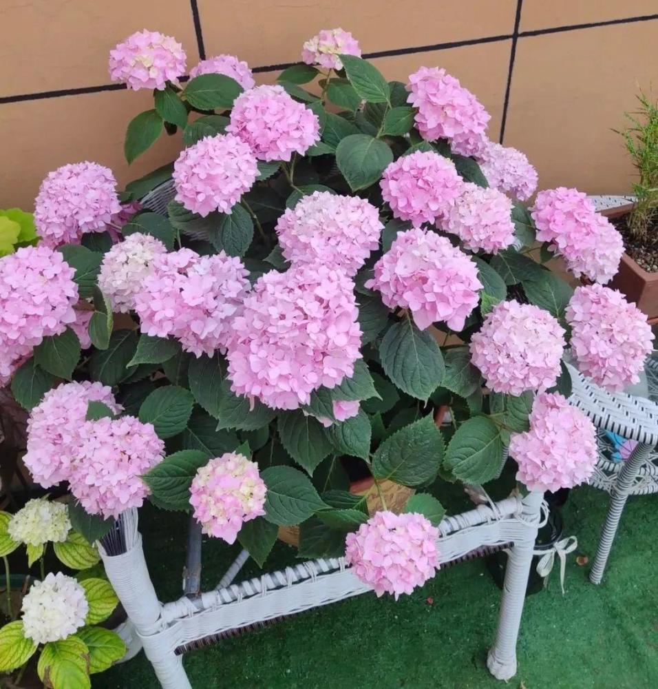 种耐寒花 15度冻不死 冻一冻长更好 腾讯新闻