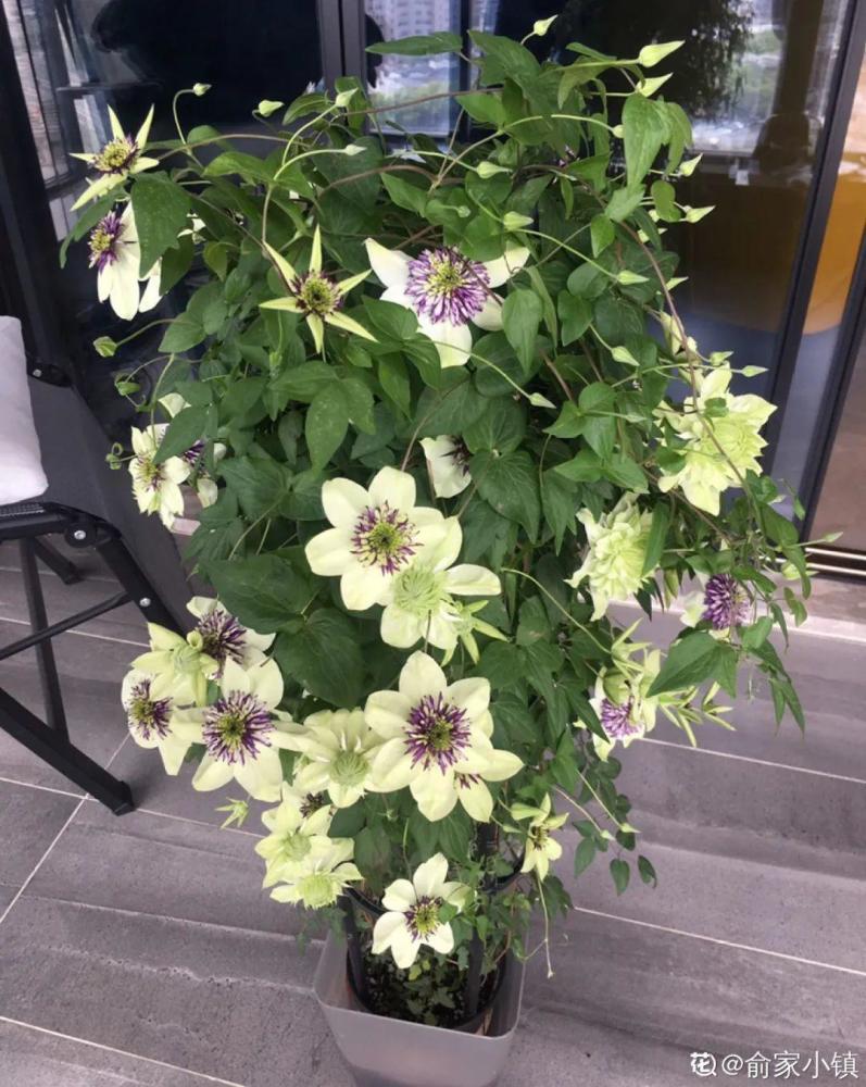 种耐寒花 15度冻不死 冻一冻长更好 腾讯新闻