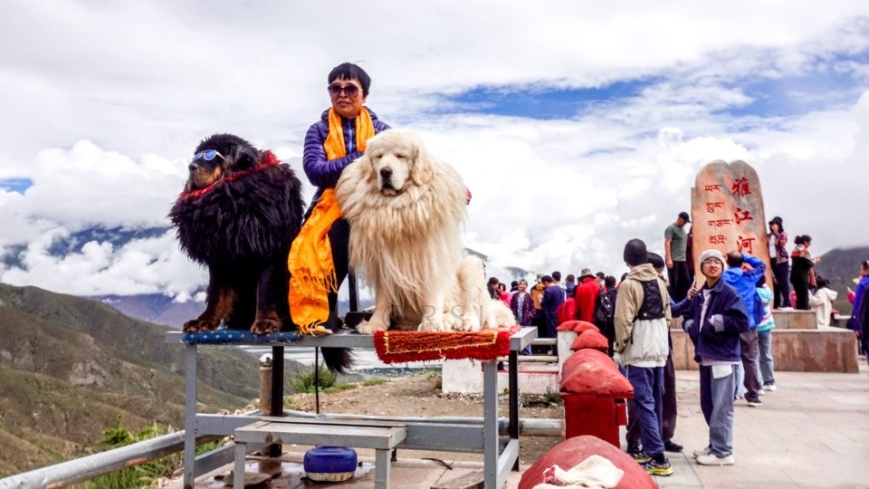 西藏旅游:有主人的藏獒,牦牛不能拍摄,尊重藏人习俗很有必要