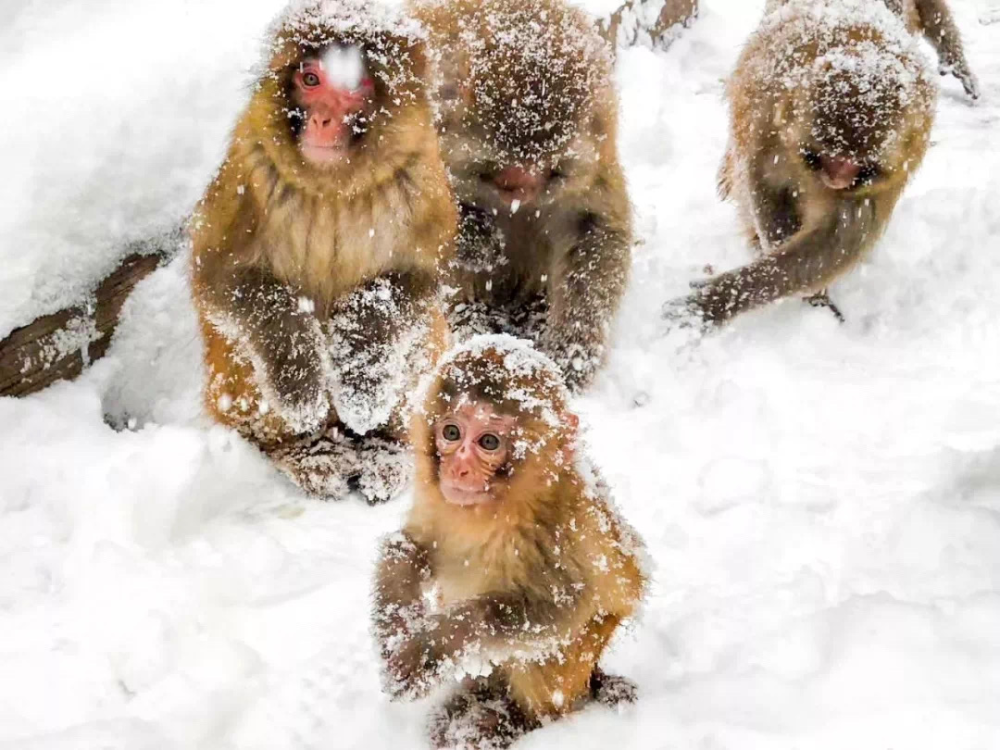 全国人民都瞒着广东人民过冬济源迎来首场雪
