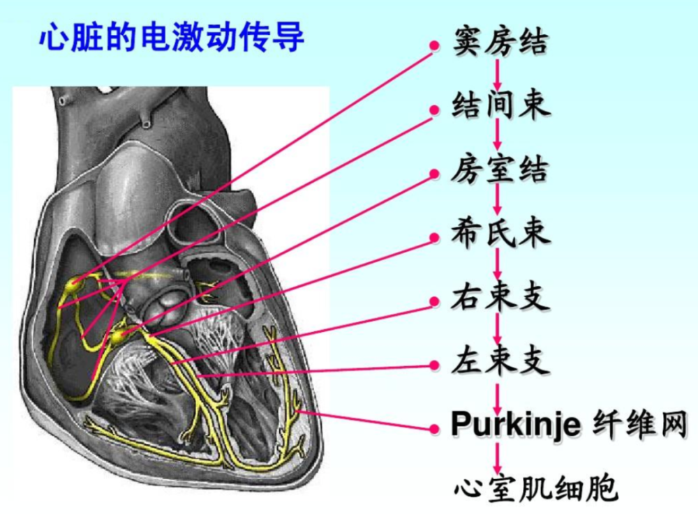 【名醫】心臟的