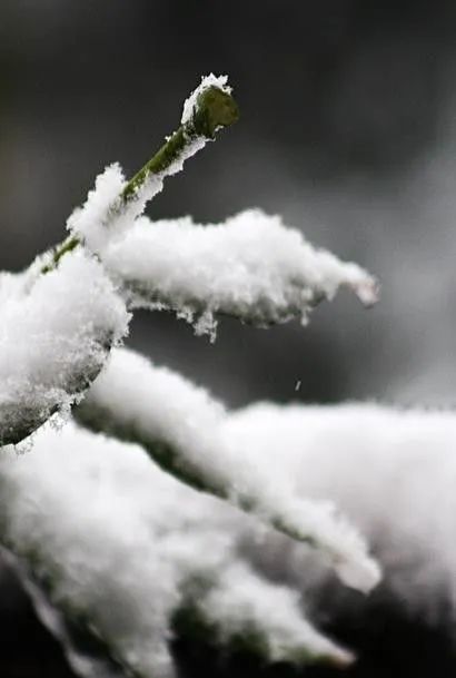 霰为霏,飞扬弥漫为小雪顾名思义小雪雨凝先为霰,霰成微粒雨遇寒,将霰