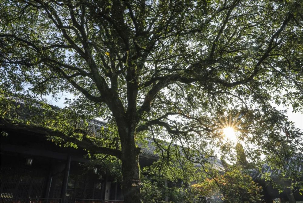 双桂堂内的百年金桂树与古老的寺庙相伴.(资料图)未经授权,严禁转载!