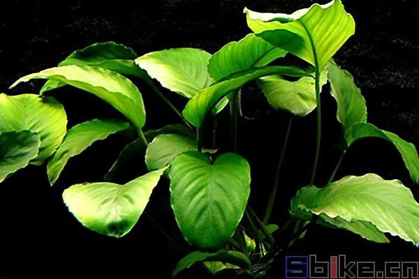 Sbike动植物百科 十大美丽的阴性水草 适合阴性草缸造景 腾讯网
