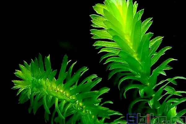 Sbike动植物百科 十大美丽的阴性水草 适合阴性草缸造景 腾讯新闻
