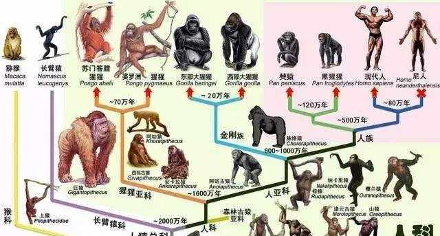 人类真是由类人猿进化来的吗 为什么地球上其它猿猴没有进化 腾讯网