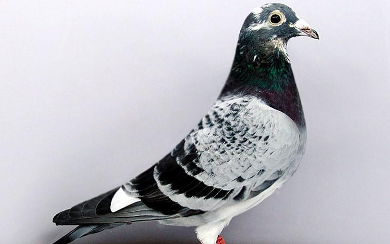 给信鸽的最好的饮水是什么?其实很简单!