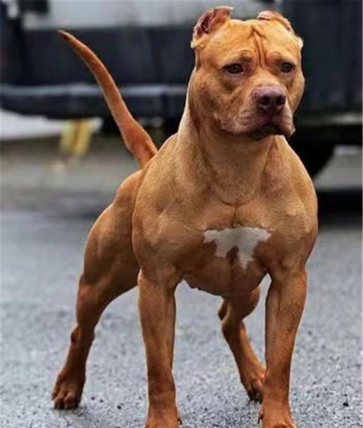 如果将一只比特犬和一只成年鬣狗关在一起,会有什么样的结果?