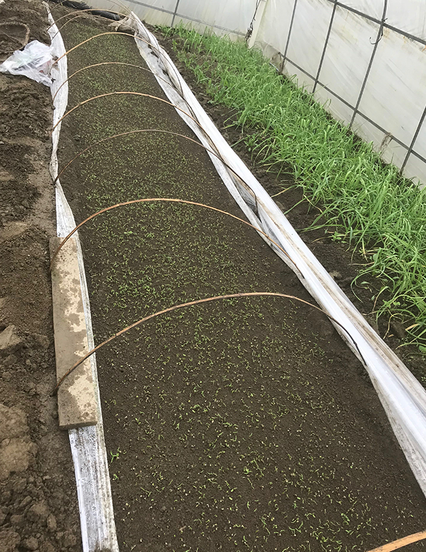 多年总结辣椒越冬育苗技术关键点全在这