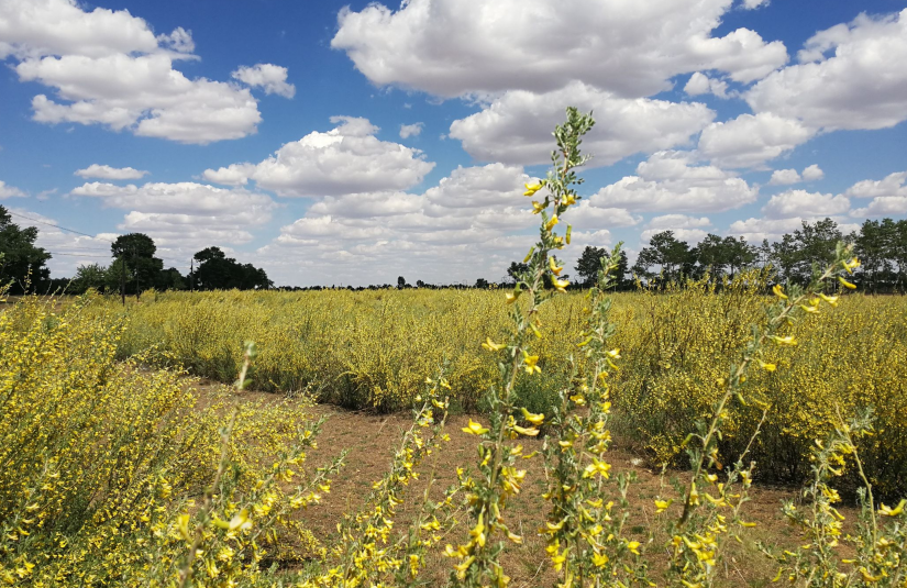要想治沙,首先要固沙,固沙先锋-柠条,冬季可以种植吗_腾讯新闻