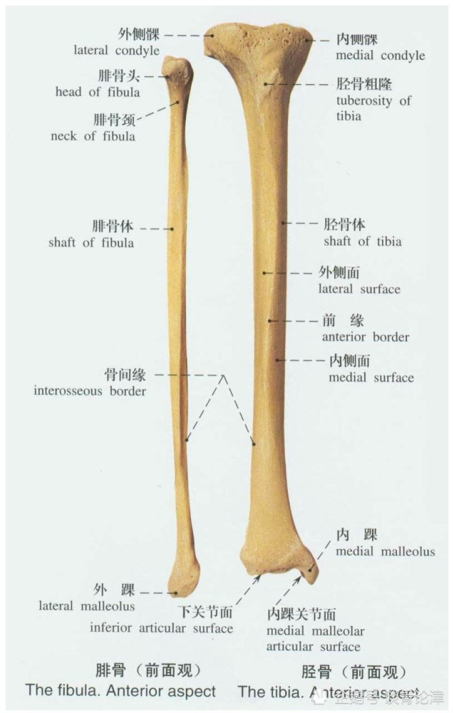 北京华大中医骨伤诊疗中心 小腿胫腓骨骨折术后功能康复恢复锻炼方法流程 腾讯新闻