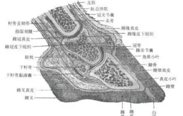 马蹄结构图