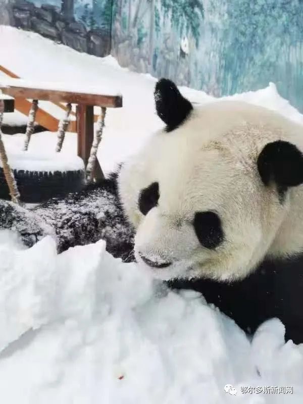 熊猫雪人图片大全图片