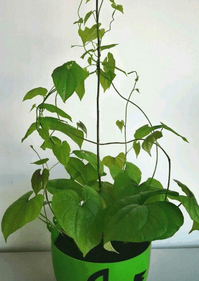 山药豆在家就能养软糯可口省钱省到家