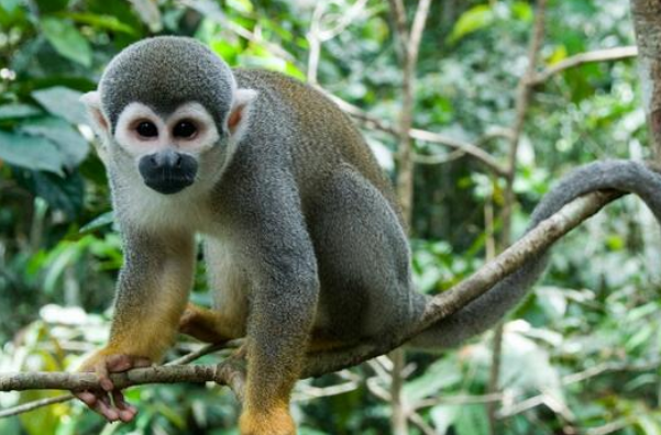 生肖猴的人 赶走晦气就在11月26号 我劝你了解一下比较好 腾讯网