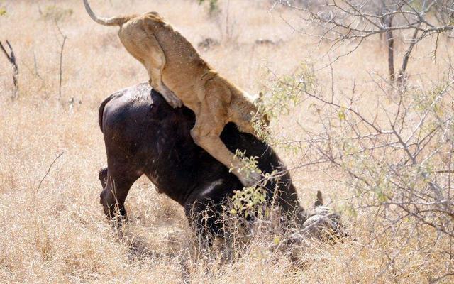 狮子挑衅水牛的下场!被一招反击致死,镜头记录全程