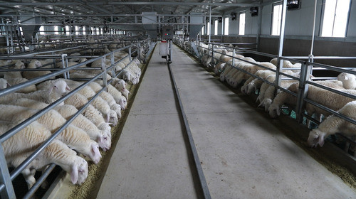 决战决胜脱贫攻坚幸福家庭羊做媒爱情事业双丰收