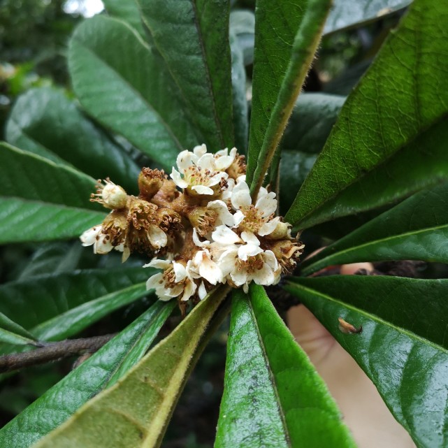 冬季庭院的芳香树 枇杷 枇杷 枇杷树 冬雨