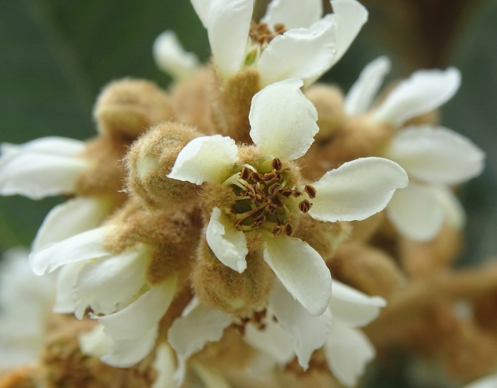 冬季庭院的芳香树 枇杷 腾讯新闻