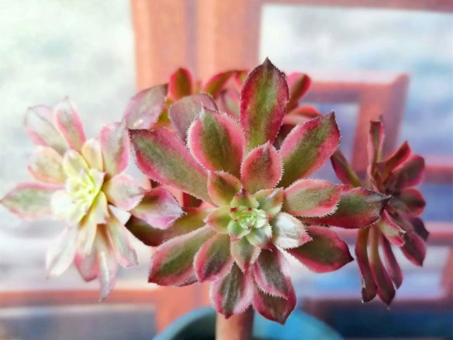 冬天室内如何把多肉养出好状态 两件事少做 1件事再冷也要做 腾讯网