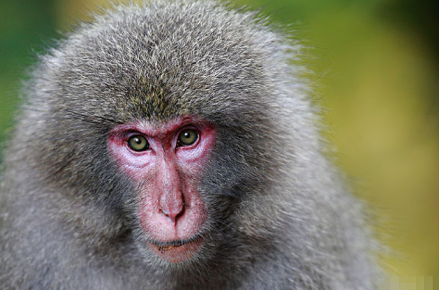 申猴人 11月26号老天给你准备了天大的喜事 五年一次接不接随你 横财 贵人运 运势 十二生肖 财运 生肖猴