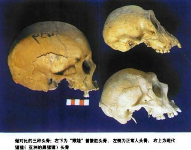 20年前,专家在猴娃遗骨上有何发现?