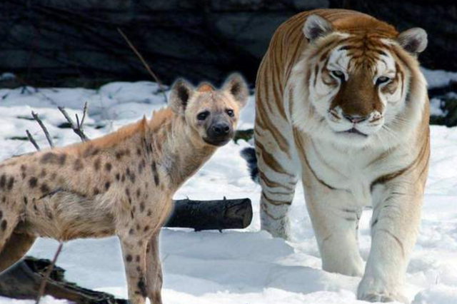 真实记录母老虎大战鬣狗,在丛林之王面前,鬣狗简直不堪一击