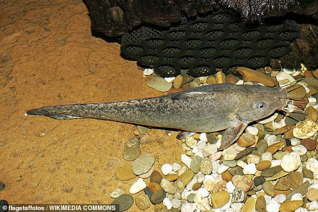 鳗鱼尾鲶鱼(eel-tailed catfish ):这类鱼身体呈灰色或棕色,并带有