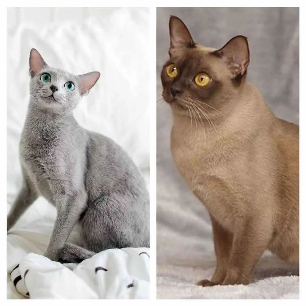 波斯猫&柯尼斯卷毛猫英国短毛猫普遍对人的产生攻击行为的概率最低