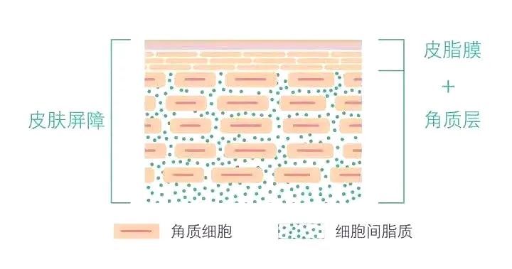 环境平衡的重要成份这些油脂可是维持我们的皮肤本身就会分泌油脂而不