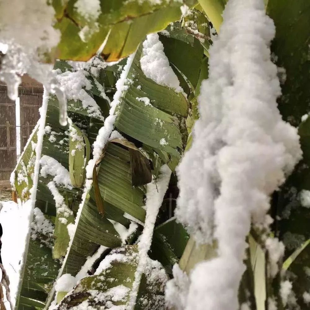 王维雪中的芭蕉