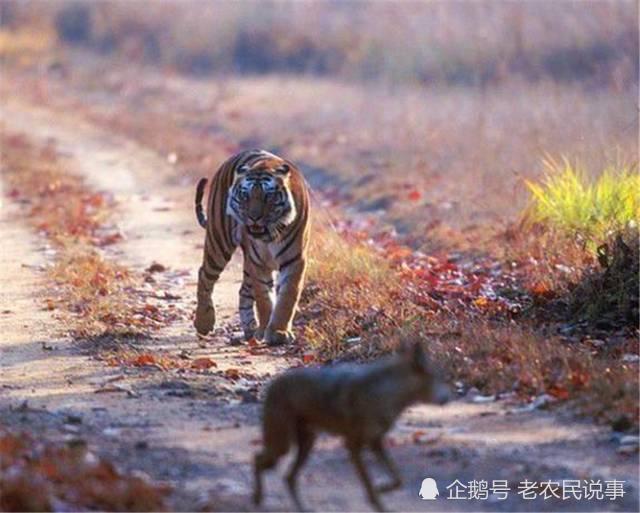 俗语虎死不变形狼死不变性为啥为什么农村见不到虎狼了