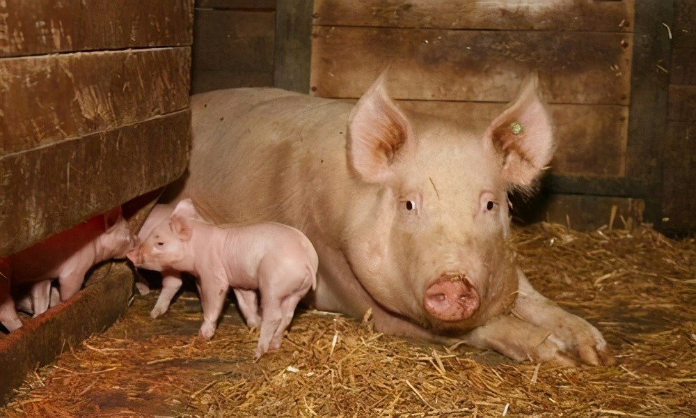 散养小猪出售前,又是揉肚子又是扯尾巴,猪贩子"居心何在"?