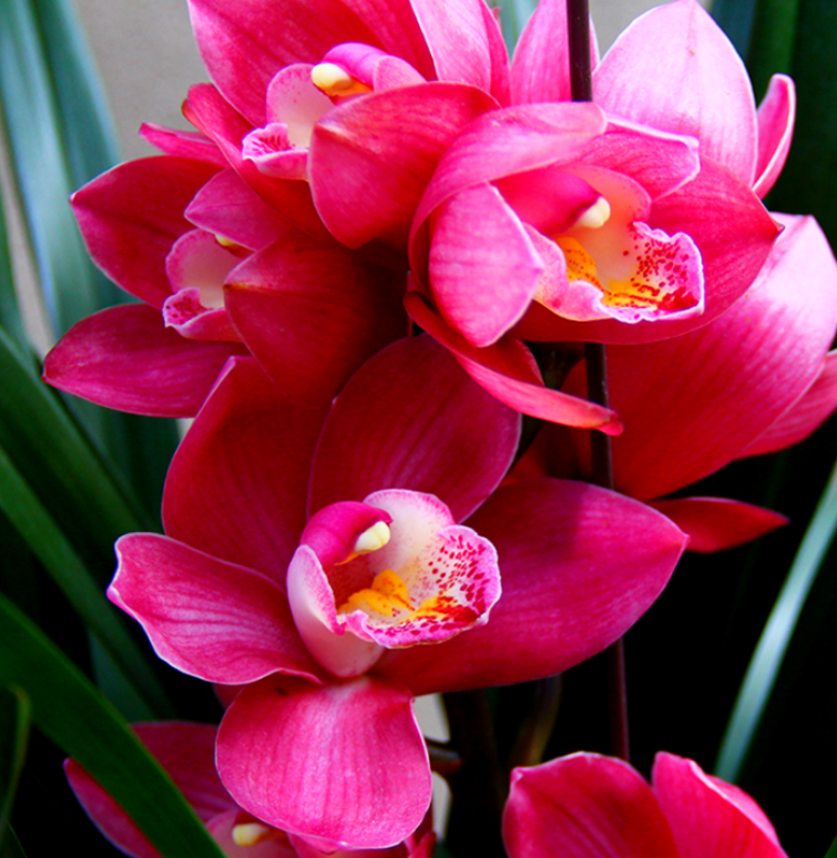 年宵花盆栽首选大将军花色艳丽花香浓郁养在家里很喜庆