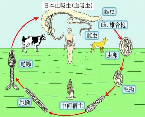 寄宿于钉螺的日本血吸虫