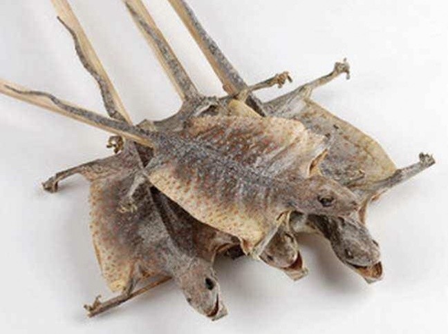 蛤蚧在潮州卤水中到底是噱头还是真有其用?