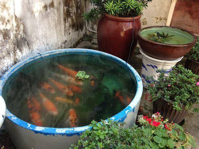 水缸中没有食物,鱼为什么"饿不死"?