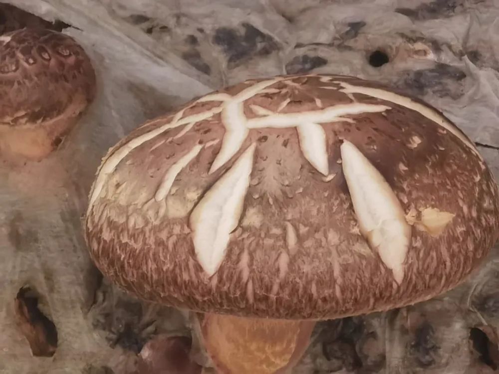 桐柏县朱庄镇粉坊村种植的花茹(赵显志摄)