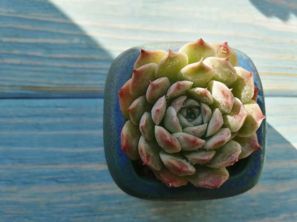 多肉海滨格瑞逆袭变美全过程时间是它最好的美容师但不是唯一