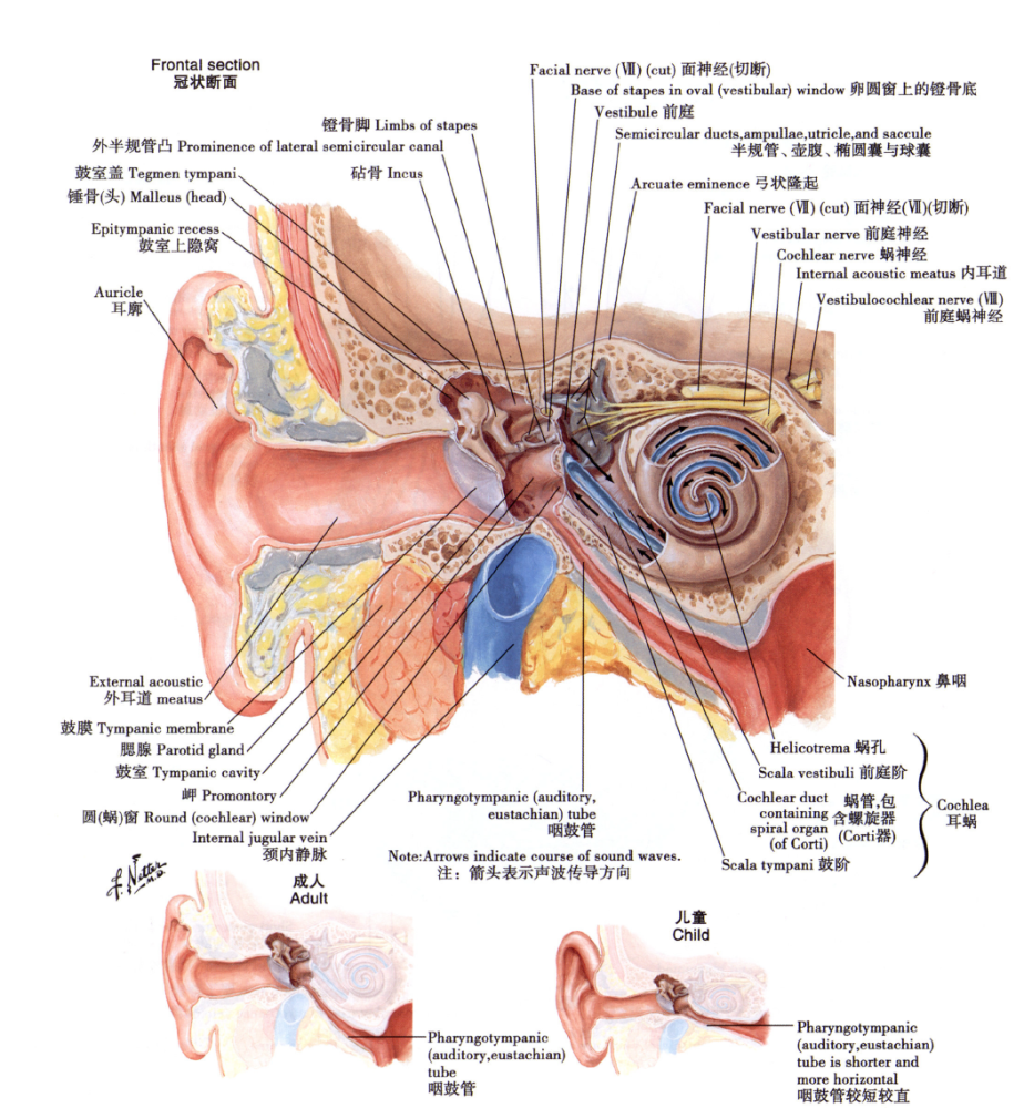 内耳 inner ear 包括听觉器官和平衡器官,位于颞骨岩部一系列相互