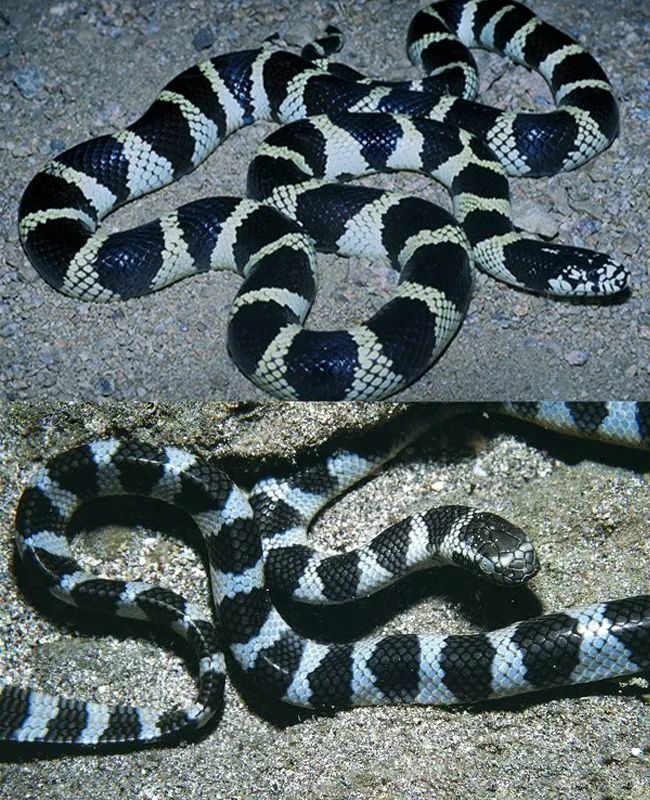 海蛇哪颗牙咬人最疼_腾讯新闻