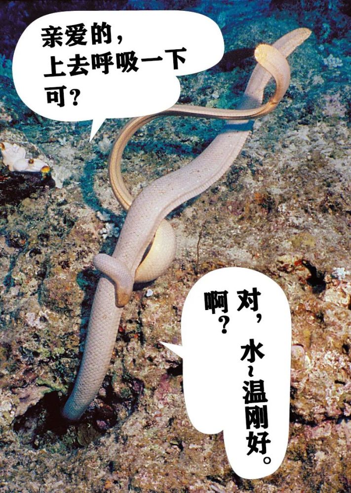 海蛇哪颗牙咬人最疼_腾讯新闻