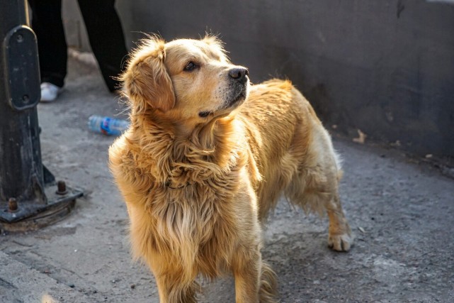 偶遇流浪金毛,无助的表情看着心疼,与主人团聚的画面让人想哭