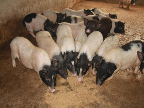 中国传统猪种图片