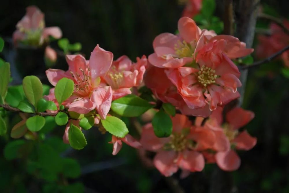 盆栽木本海棠養護指南,這種薔薇科植物並非有想象中難養