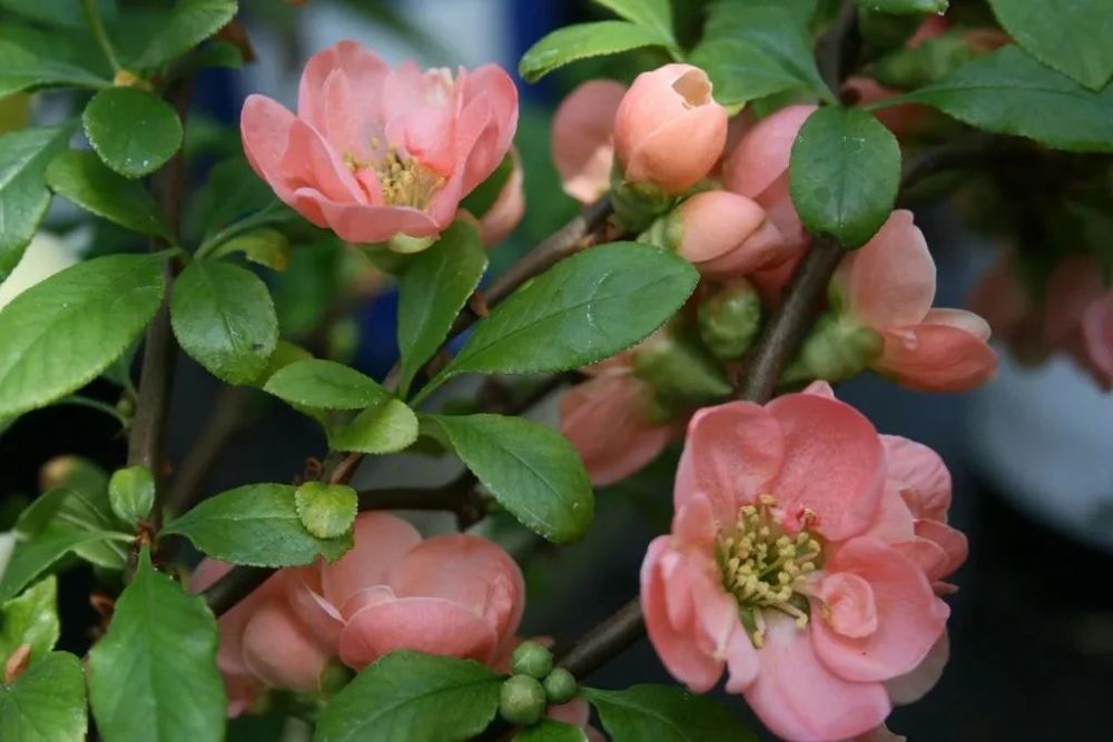 盆栽木本海棠養護指南這種薔薇科植物並非有想象中難養